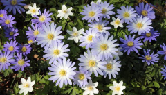 Anemone blanda Mix