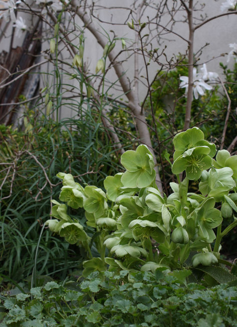 Helleborus argutifolius, Fritillaria verticillata