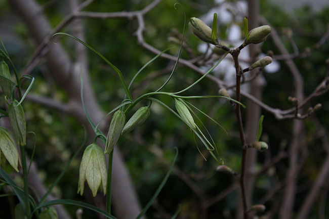 Fritillaria verticillata