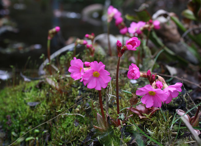 Primula rosea
