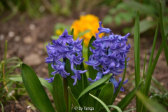 hyas-blau.jpg