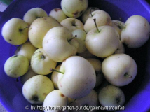 KLarapfel am 30AUG06.jpg