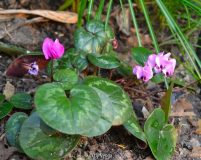 cyclamen-coum.jpg