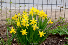 Tete a Tete