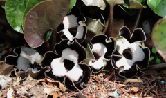 Asarum maximum