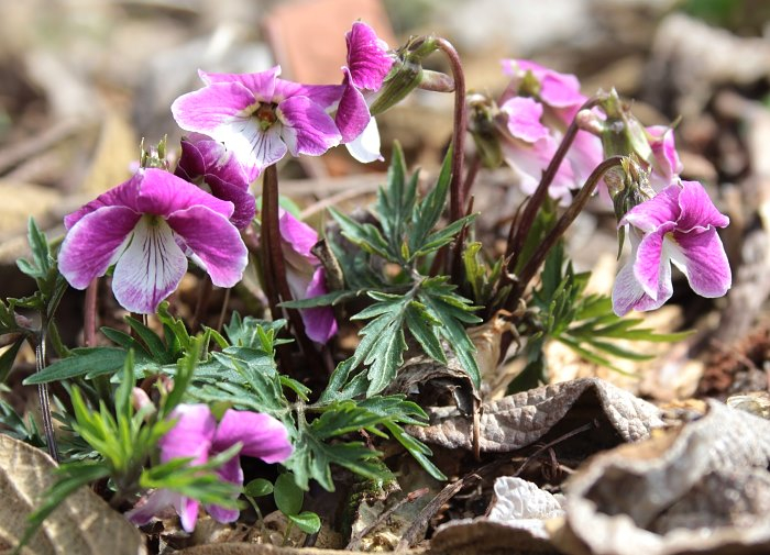 Viola chaerophylloides  rosea