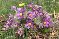 Pulsatilla halleri ssp. styriaca