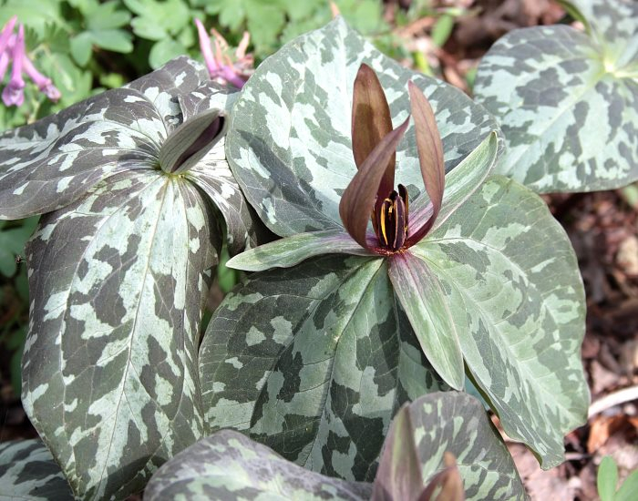 Trillium spec3