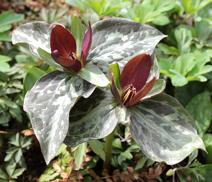 Trillium spec1