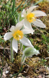 Pulsatilla vulgaris Hybr. weiss