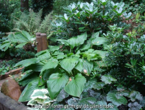 DSC02513a.jpg