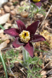 Pulsatilla rubra
