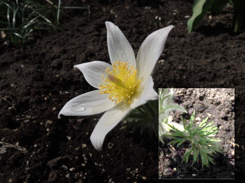 Pulsatilla_Irm