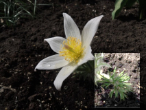 Pulsatilla_Irm