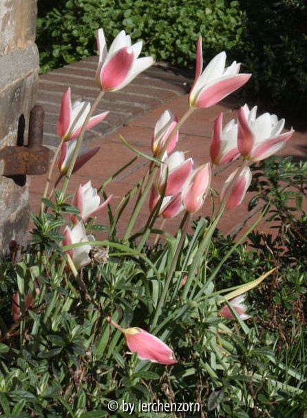 Tulipa clusiana