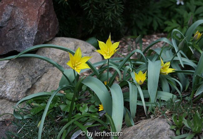Tulipa batalinii