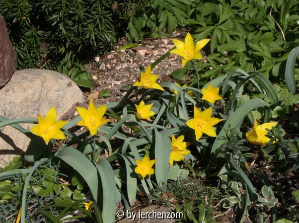 Tulipa batalinii