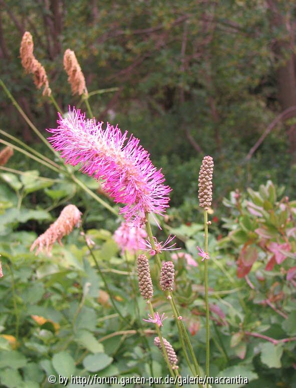 Sanguisorba hakusansis ... Ende August