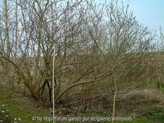 Schwarzweide_gesamt