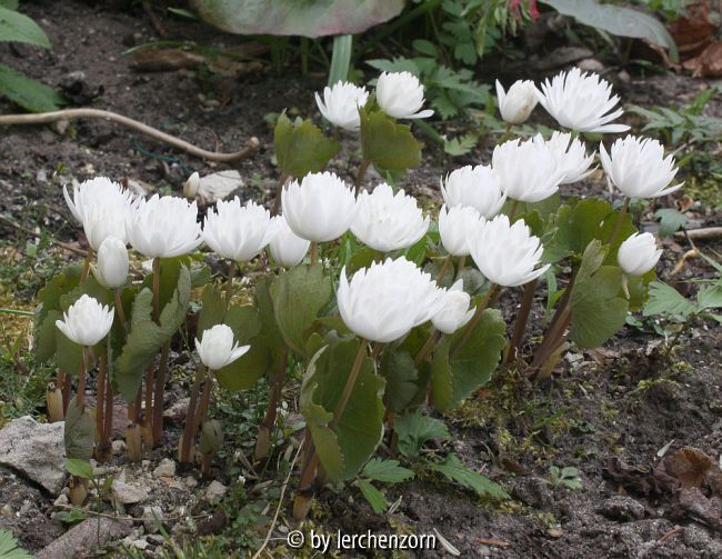 Sanguinaria canadensis Multiplex