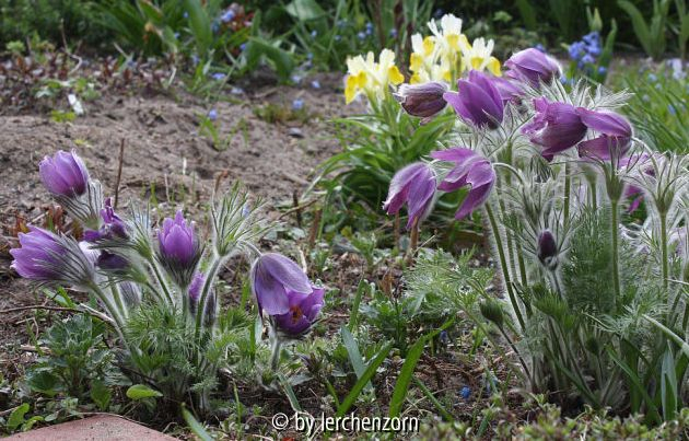 Pulsatilla Cult.