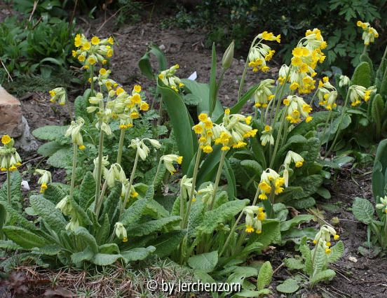 Primula veris