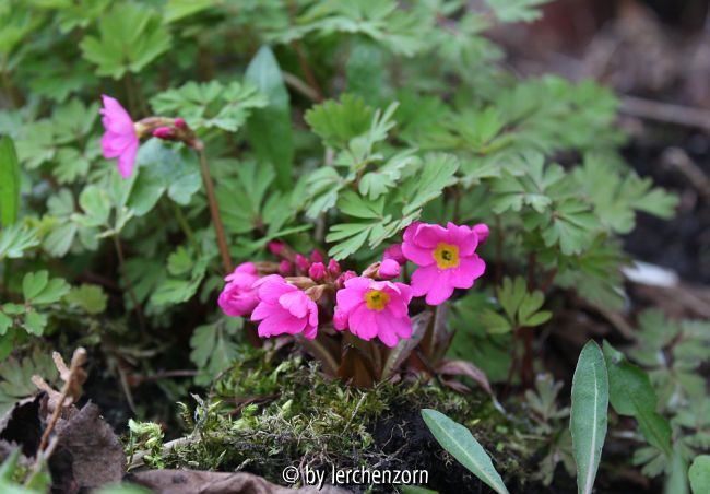 Corydalis flexuosa-Hybr. im Moorbeet