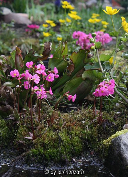 Primula rosea