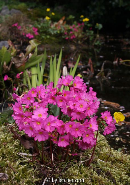 Primula rosea