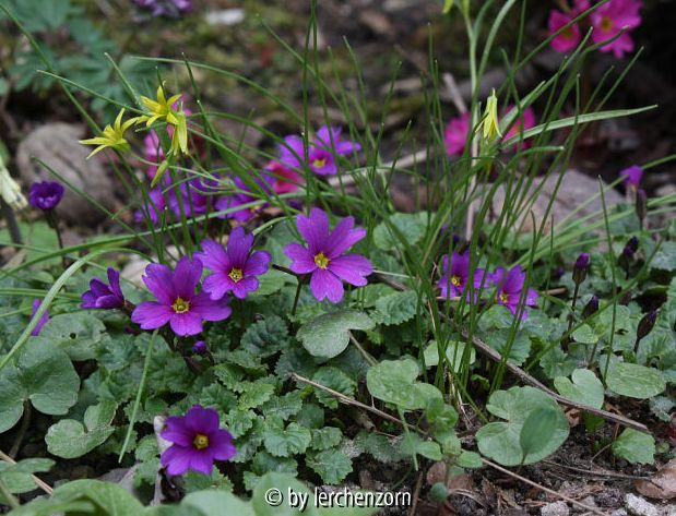 Primula juliae, Gagea minima