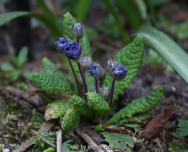 Primula Eugene