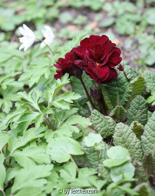 Priumula Captain Blood