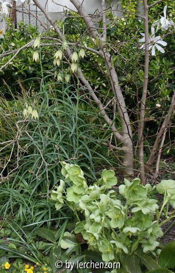 Fritillaria verticillata, Helleborus srgutifolius