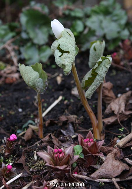 Sanguinaria canadensis im Moorbeet