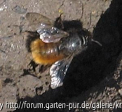 Insekten in meinem Garten