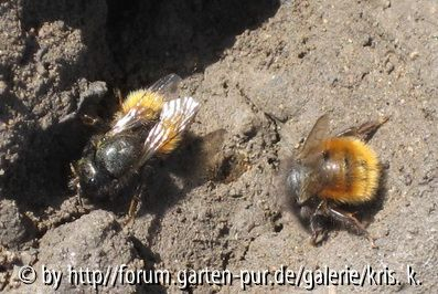 Insekten in meinem Garten