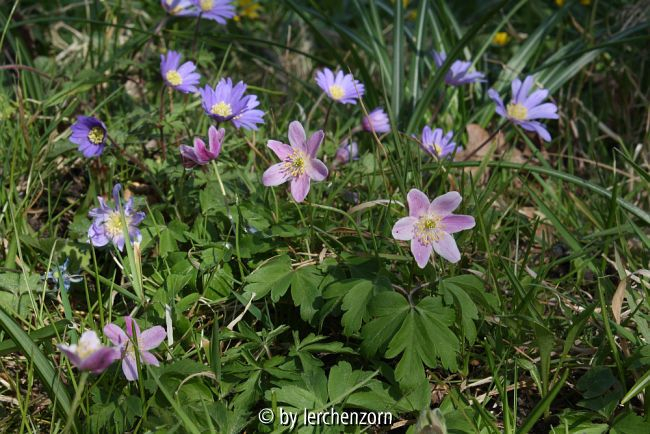 Anemone nemorosa, stabil rötlich