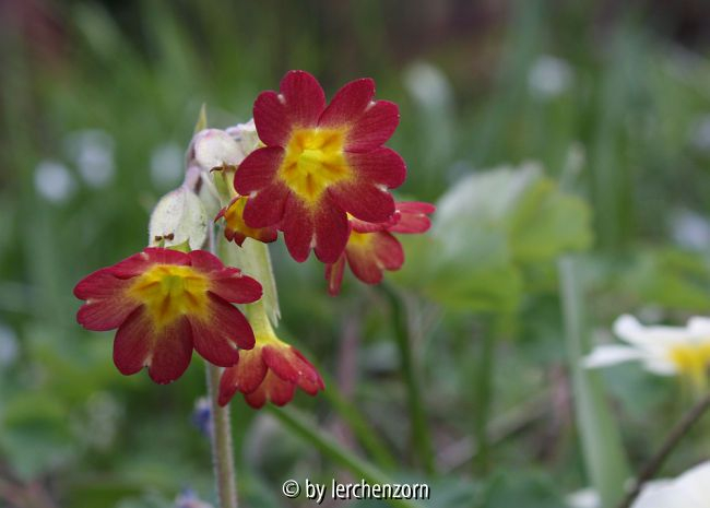 Primula Hybride rot