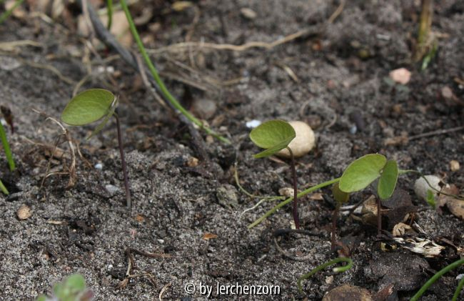 Jeffersonia diphylla, Sämlinge