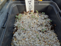 Penstemon serrulatus Germination April 2