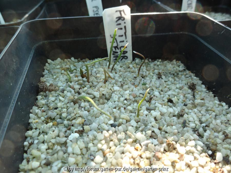Fritillaria stenanthera Germination April 2015