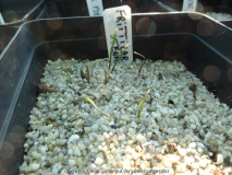 Fritillaria stenanthera Germination Apri