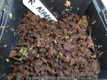 Rhododendron albrechtii Germination Apri