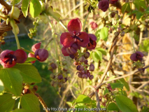 Akebia Blüten 3.jpg