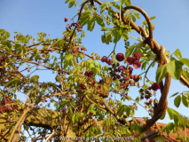 Akebia Blüten 2.jpg
