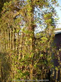 Akebia Blüten 1.jpg