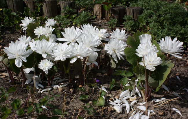 Sanguinaria canadensis MULTIPLEX