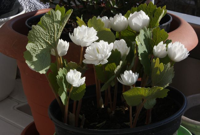 Sanguinaria canadensis MULTIPLEX