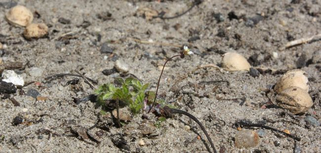 Pulsatilla vernalis