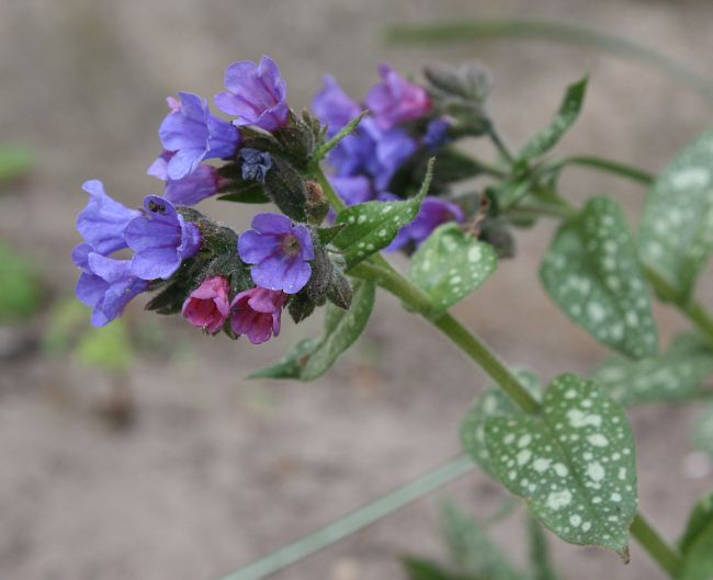 Pulonaria Cult.